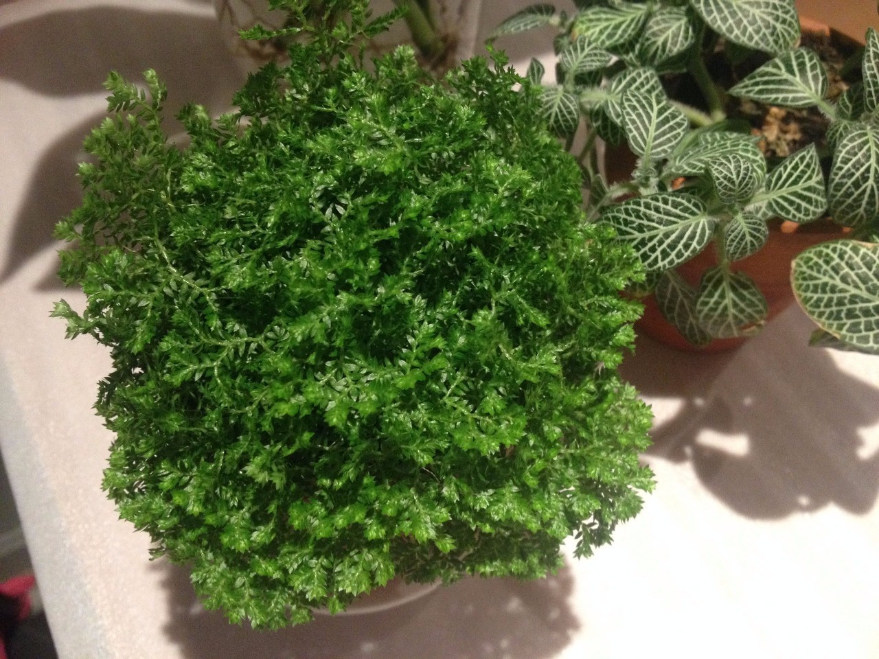 怎么除甲醛靠得牢？竹炭、植物成***“騙局”